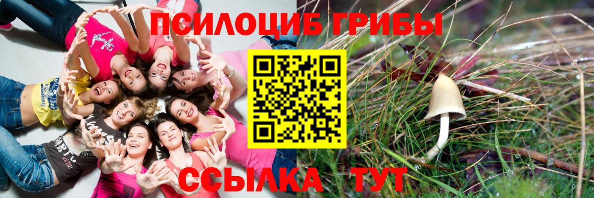 Псилоцибиновые грибы Cubensis Кингисепп